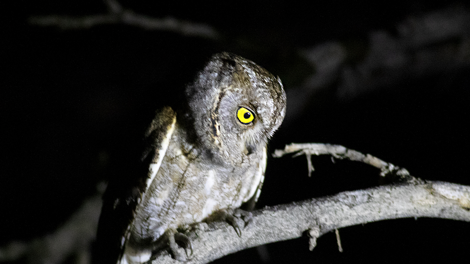 Eurasian Scops-Owl — Ana fotoğraf